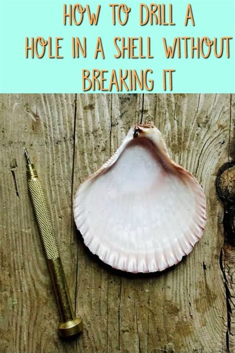 How To Drill A Hole In A Seashell Without Breaking It Oyster Shell Crafts Shell Crafts Diy