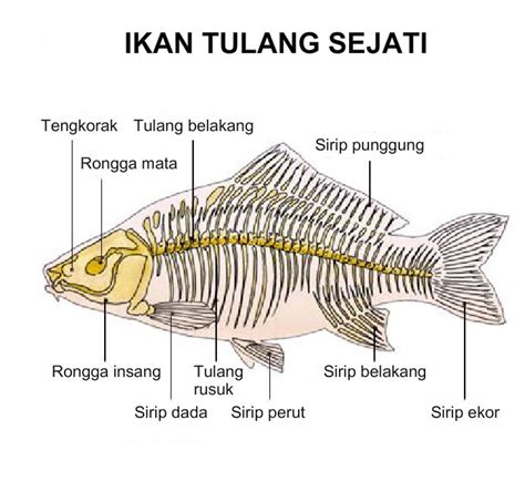 Selain memang efek rileksnya yang sangat baik bagi tubuh, garam epsom mampu mengurangi stres di bagian otot belakang. Download PPT PPT Vertebrata - Biologi Edukasi: Belajar ...