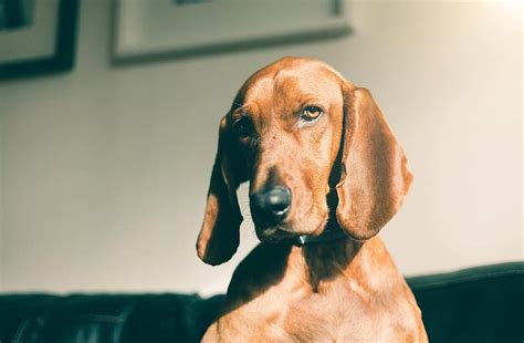 Redbone Coonhound Breed Guide Photos Traits And Care Bark Post