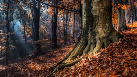 Full Hd Wallpaper Black Forest Autumn Rays Germany