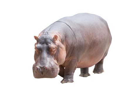 Hippo Png Image Purepng Free Transparent Cc0 Png Image Library