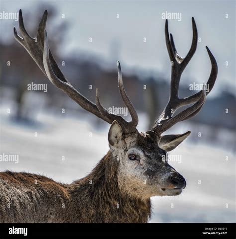 A Deer Cervidae With Antlers Stock Photo Alamy