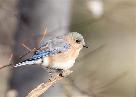 Eastern Bluebird Indiana Audubon Society