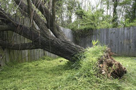 How To Prevent Trees From Falling Home Innovate Your World