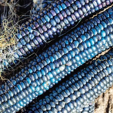 Tomorrowseeds Shades Of Blue Ornamental Corn Seeds Count Packet
