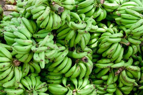 Bunch Of Green Banana Organic Unripe Raw Robusta Banana Kerala Stock