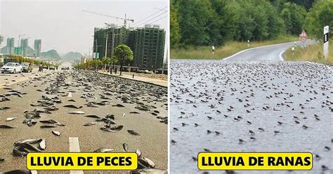 Lluvia de peces rain of fish is a phenomenon that has allegedly been occurring yearly for more than a century in yoro honduras it is also known as the agu. Por qué ocurre la lluvia de peces y ranas.