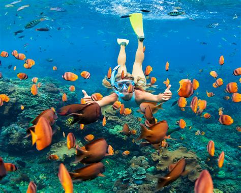 Guided Snorkeling Tours The Perfect Way To Explore The Underwater