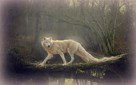 We have a massive amount of desktop and mobile if you're looking for the best hd wolf wallpapers then wallpapertag is the place to be. Beautiful Wolf Wallpapers - Wallpaper Cave