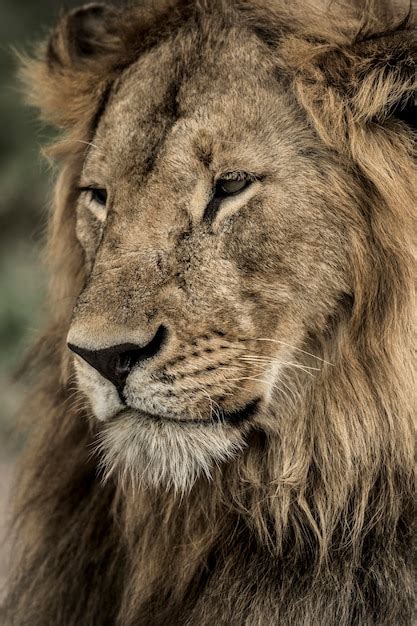 Premium Photo Close Up Of A Male Lion In Serengeti National Park