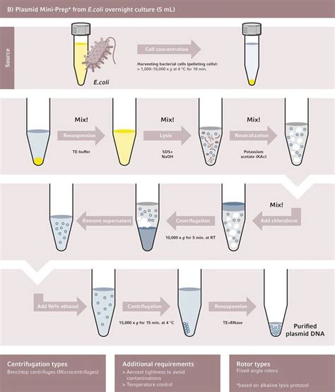 Plasmid Mini Prep From E Coli Overnight Culture Teaching Biology Study Biology Science Biology