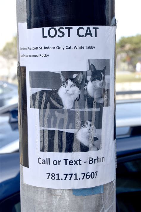 Lost ‘male Cat Named Rocky Wonderland