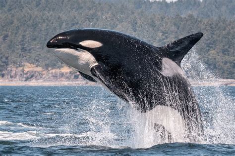 Vancouver Island Whale Watch Nanaimo 2023 Lo Que Se Debe Saber