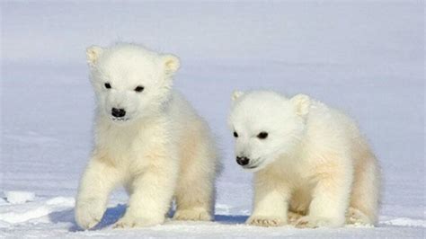 Polar Bear Party Baby Polar Bears Cute Polar Bear Teddy Bears Cubs