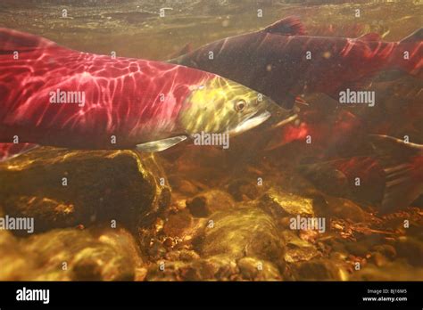 Underwater Image Of Sockeye Salmon Returning To Spawn Babine Lake