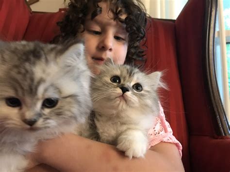 Pet kittens for sale offers over 20 varieties of exotic and popular kittens for sale. Ragamuffin Cats For Sale | Peoria, IL #300904 | Petzlover