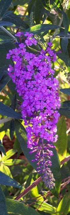 Grow Butterfly Bush Heres Why And How The Garden Glove