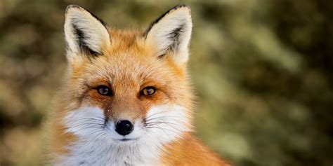 Myth and fables always portray foxes as sly and devious, but, in reality, foxes (and you) are quick and very smart. Spirit Animal of Your Zodiac Sign | Daily-horoscope.us