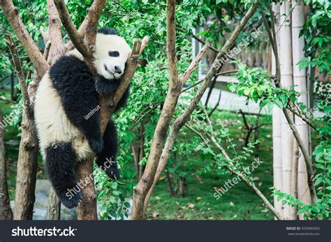 Cute Baby Giant Panda Bear Sleeping Stock Photo 459996493 Shutterstock