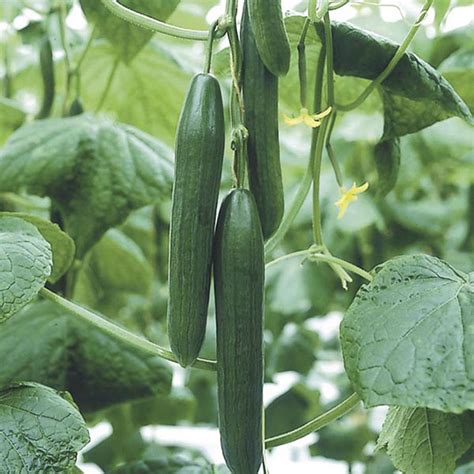 Gardening advice about how to grow cucumbers, including growing cucumbers from seed and how to plant and grow cucumbers. Cucumber Luxury F1 Seeds from Mr Fothergill's Seeds and Plants