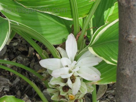 Browse pictures and read growth / cultivation information about curcuma, hidden lily, variegated hidden ginger, (curcuma petiolata) 'emperor' supplied by member gardeners in the plantfiles databas. PlantFiles Pictures: Curcuma, Hidden Lily, Variegated ...