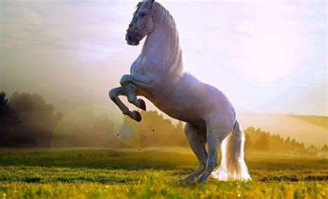 ماذا يعني رؤية حصان أبيض وأسود وبني في المنام موقع حور