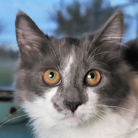 Cat for adoption - Dutchess, a Domestic Medium Hair in Clovis, CA
