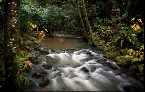 Bay Area streams and creeks flow anew as drought eases - SFGate
