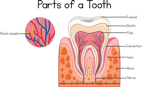 Check spelling or type a new query. Root Canal Treatment in Forest Lake (With images) | Root ...
