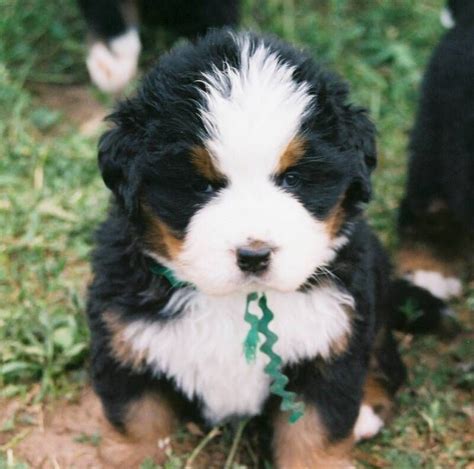 Justice Bernese Mountain Dog Puppy Puppies Cute Animals