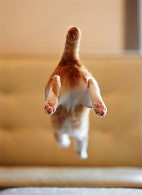 53 Superbes Photos De Chats Qui Sautent Jumping Cats 28 Photo Chat
