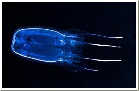 Animal Collections Box Jellyfish Sea Wasp Jellyfish