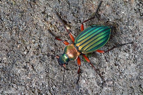 Ground Beetle Photos Ground Beetle Images Nature Wildlife Pictures