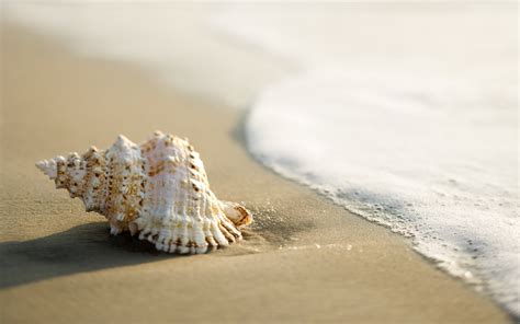 Free Download Hd Wallpaper White Conch Shell Sand Sea Surf Beach