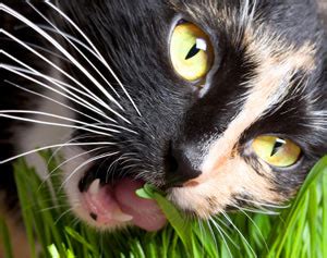 Make sure not to feed them raw or spoiled meats. Why Do Cats Eat Grass?