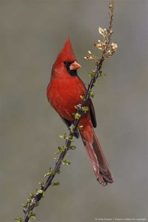 Northern Cardinal State Bird Of North Carolina Birds Of A Feather