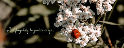 If you would like to contribute to the biofortified. Ladybug And The Ability To Control Insects Harming ...