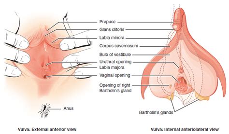 Learn about female parts with free interactive flashcards. Anatomy and Physiology of the Female Reproductive System ...