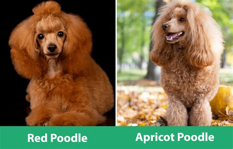 Red Vs Apricot Poodle Whats The Difference With Pictures Pet