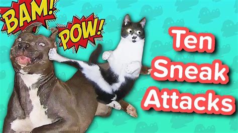 Ten Sneak Attacks Funny Animal Compilation Youtube