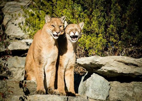 What Are You Laughing About Funny Animals Mountain