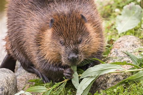 North American Beaver Ranua Resort