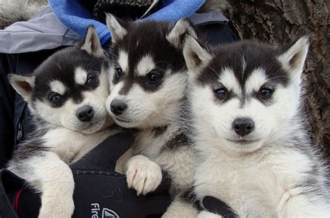 But before you do that, read some tips on how to choose a good and responsible breeder. Siberian Husky Breeders Canada For Sale Dog Puppies ...