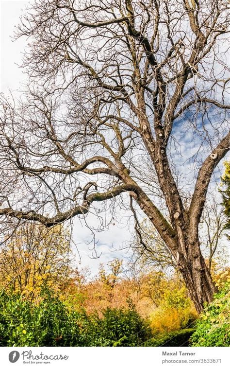 A Nice Dramatic Tree Without Leaves In Autumn A Royalty Free Stock