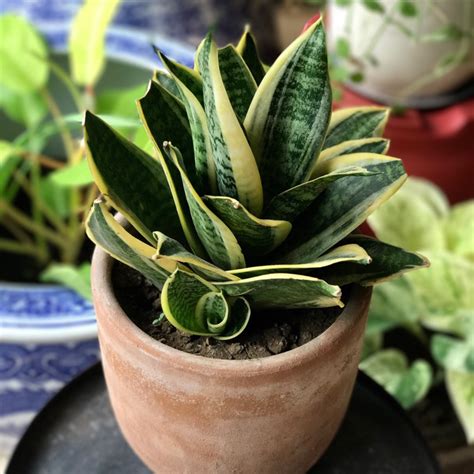 It grows in tight rosettes with flat green leaves that have very distinct light the bird's nest is also effective in removing formaldehyde from indoor spaces. Sansevieria trifasciata 'Golden Hahnii', Golden Bird's ...