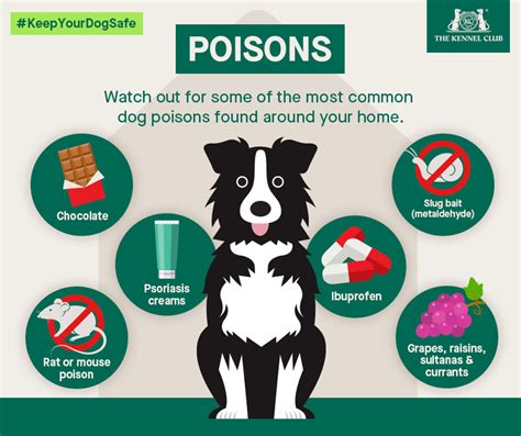 What Medications Are Toxic To Dogs