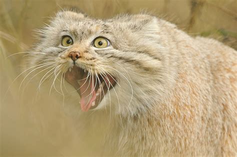 The Manul Cat Is The Most Expressive Cat In The World Bored Panda