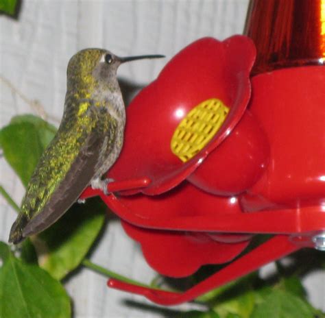 Homemade hummingbird nectar