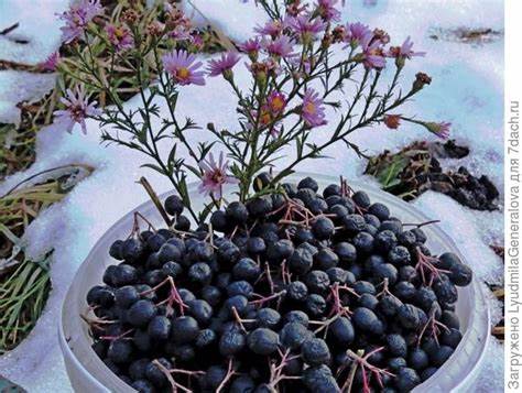 Черноплодная рябина диета Черноплодная рябина: польза, противопоказания. Рецепт витаминной смеси Черноплодная рябина: польза, противопоказания. Рецепт витаминной смеси Черноплодная рябина диета