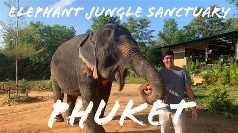 We put the welfare of our elephants first and do not offer bathing, rides, shows, mud bathing, trunk hugging, elephant kisses. CONQUERING THAILAND: PHUKET - ELEPHANT JUNGLE SANCTUARY ...